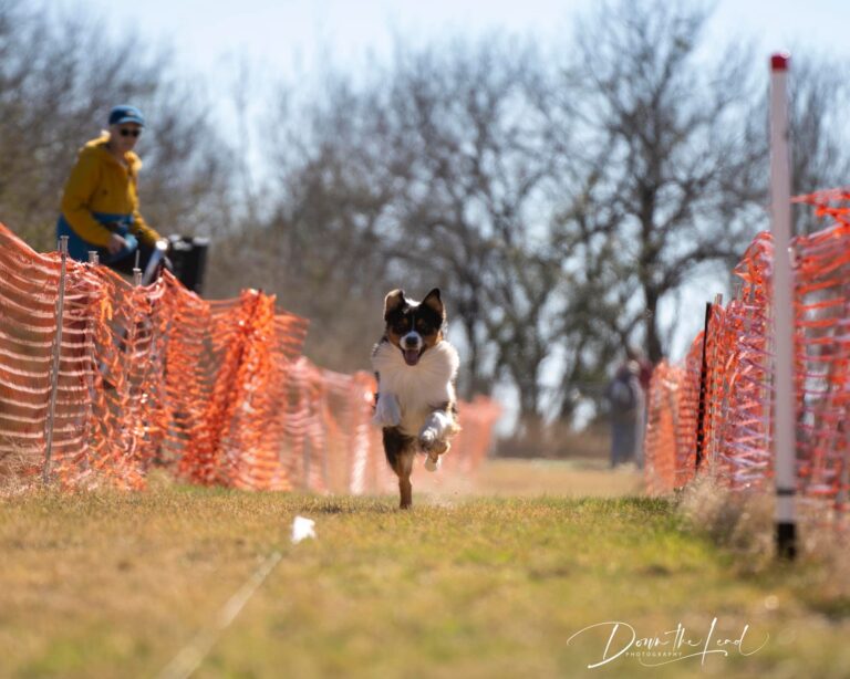 5 Beginner-Friendly Sports For Dogs